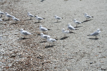 Fototapeta premium Queenstown Australia