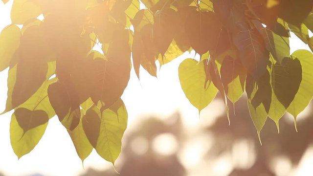 Leaf of Bodhi tree and sunlight effect in morning time