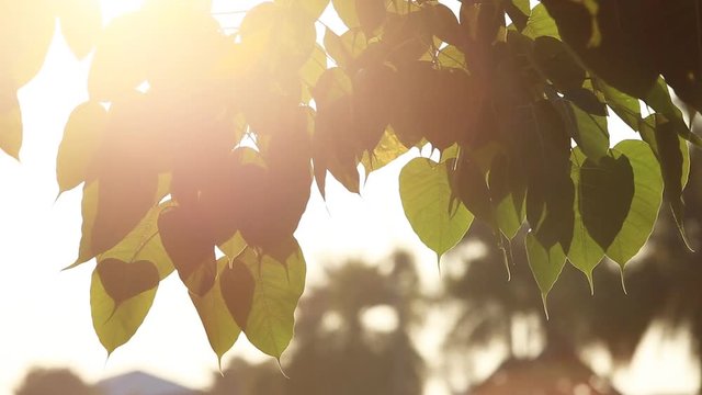 Leaf of Bodhi tree and sunlight effect in morning time