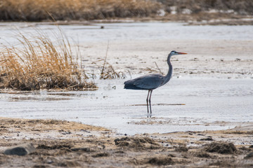 Blue Heron in Saskatchewan in Spring 