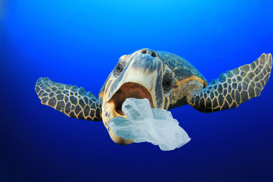 Turtle eats plastic bag. Environmental pollution of ocean with plastic garbage damages marine life