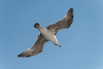 Close-up view of the Bird on background of blue sky. Isolated photo of flying white gull with straightened wings
