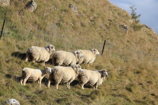 Six Sheep in New Zealand