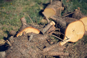 Pine tree trunk cut down. Fire wood. Pine tree. Green and brown colors.