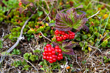 Fototapeta premium Red berries on a stone bramble rocky on the tundra. rubus saxatilis