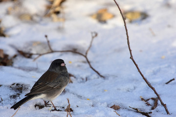 Junco hyemalis