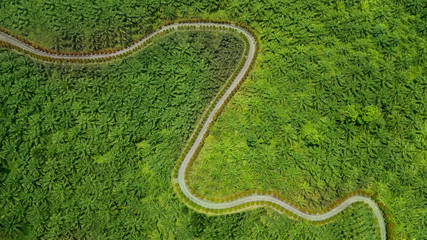 View of meandering road on palm plantation