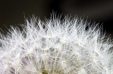 Macro photo of a partial view of dandelion on black background