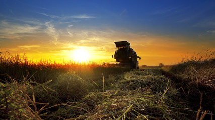 Fototapeta premium Combine, field and sunrise. Reach success in agribusiness
