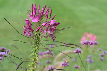 Michigan wildflowers