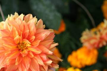 Mackinac Island wildflowers