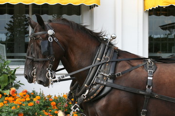 Mackinac Island wildflowers
