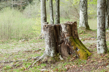 retail of moss on trees in the forest
