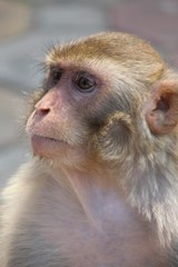 Fototapeta premium Monkey, it is in Thai park, Thailand Asia.