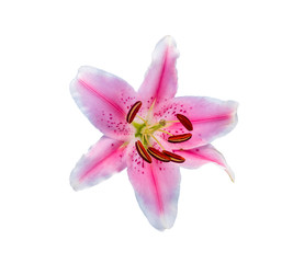 Fototapeta na wymiar Lys flower isolated on white background. Top view.