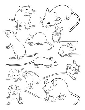 26 Cute Mouse Drawing Ideas - How to Draw Mouse - DIYnCrafty