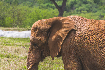 Fototapeta na wymiar elephant in the field photograph
