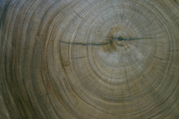 Wood aged ring texture 