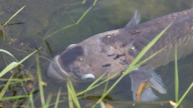 Large Tilapia fish in nature water pond
