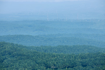 Obraz premium Aerial shot of lush palm oil plantation