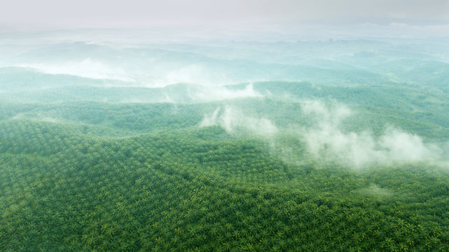 Aerial view of green palm oil plantation