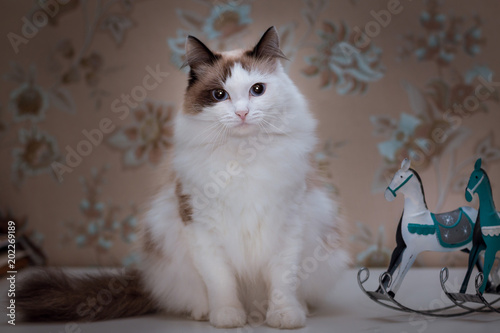 Fluffy White Cat With Brown Ears And Tail Sits On The Table Next To