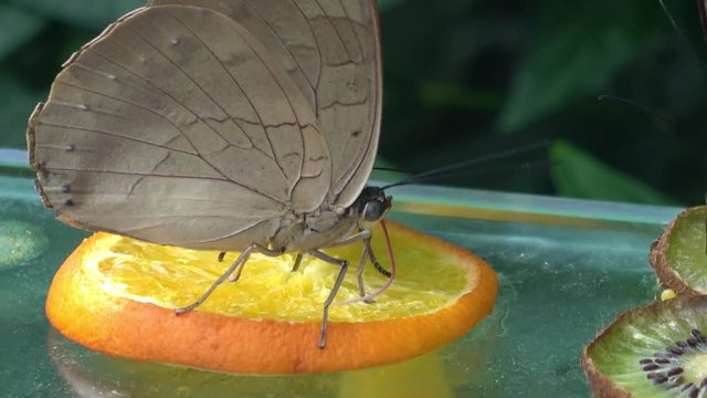 Butterfly sucking juices. White, gray color. Extreme closeup