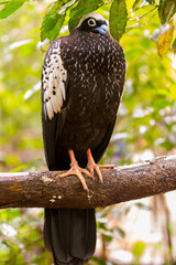  black-fronted piping guan (jacutinga) in the Zoo