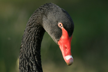 Black Swan - Vancouver, Canada
