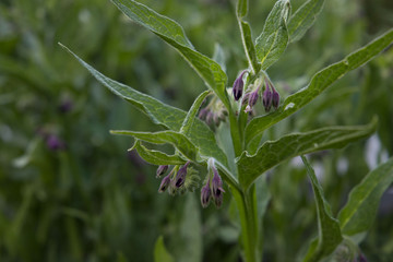 Gewöhnlicher Beinwell mit Blüten