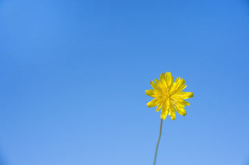 Fototapeta premium 黄色の花