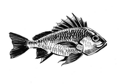 Ink black and white illustration of a fish