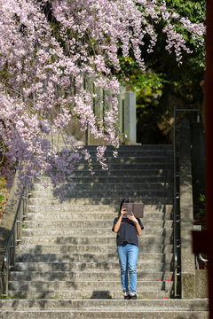 桜の写真を撮る子供