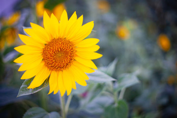 Bright Yellow Sunflower