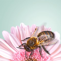 Bee.