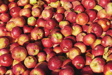 Lots of red apples collected in a bins at the time of their collection in the production phase. Apples storage. Background.