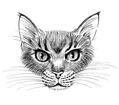 Angry Cat Drawing Photos Royalty Free Images Graphics Vectors Videos Adobe Stock