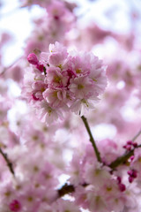Pink cherry blossoms at spring time in Victoria, BC, Canada
