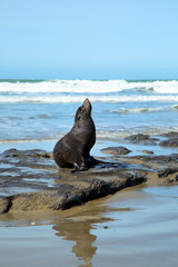 Seal chilling on the beach