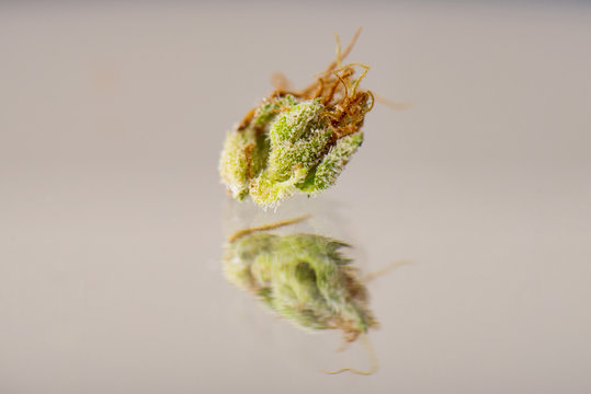 Macro detail of cannabis calyx (sour tangie strain) isolated on reflective background