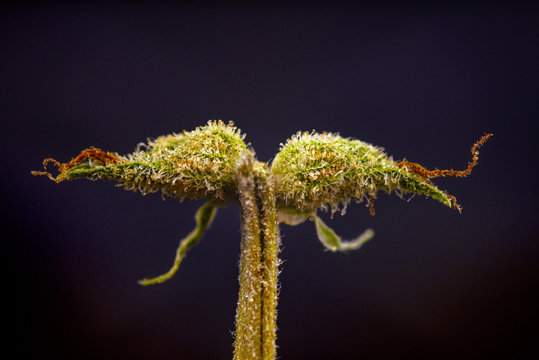Macro detail of cannabis calyx (sour tangie strain) isolated on black background