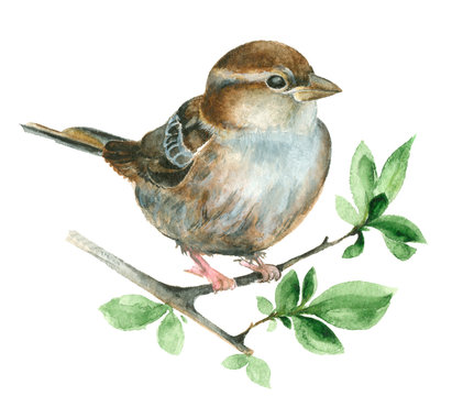 Watercolor Sparrow bird