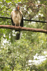 Brazilian Wildlife in the Zoo - King Vulture