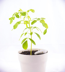 Small potted moringa plant (Moringa oleifera Lam.) isolated on white
