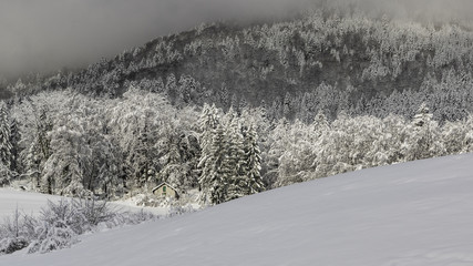 Massif de la Chartreuse - Grésivaudan - Isère.