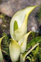 giant white lily under the sun