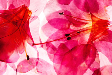 Fototapeta premium azalea flowers on the white