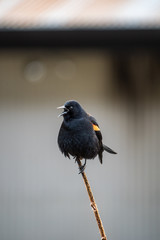 blackbird singing on the twig
