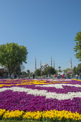 Fototapeta premium Sultanahmet Blue mosque in the background with blooming tulips in the foreground during 2017 Istanbul Tulips Festival.