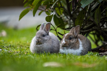 two cute little bunny resting on the green grassy ground near a bush